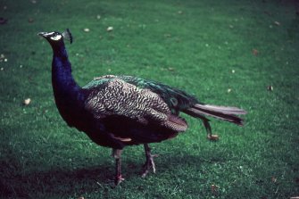Dunfermline Gardens. Peacock