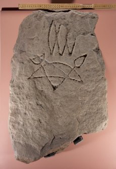 View of Pictish symbol stone (flash), including scale