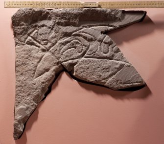 View of Pictish symbol stone fragment (including scale)