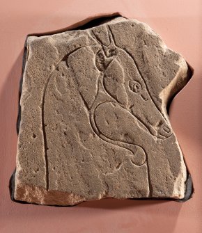 Ardross 2. View of Pictish symbol stone fragment (flash)