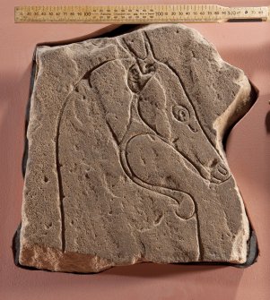 Ardross 2. View of Pictish symbol stone fragment (flash), including scale
