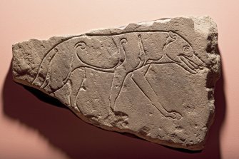 Ardross 1. View of Pictish symbol stone fragment (single flash)