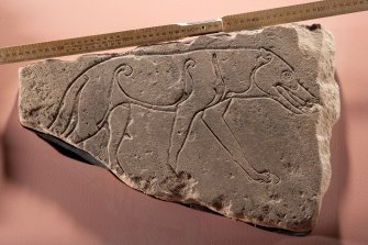 Ardross 1. View of Pictish symbol stone fragment (peripheral flash), including scale