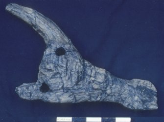 An oak claw thole from a clinker-built vessel, apparently re-used in a building in a context dating from the second half of the 12th century. These devices were mounted on top of the gunwale as fulcrums against which the oars were pivoted. The oars were restrained on the backstroke by a rope or leather thong grommet for which the upper holes	was provided. These items are a common feature of early Northern European boats and have survived in Scandinavia into modern times. One was recognised as a sand-impression on the 7th-century AD Sutton Hoo ship, while others have been identified on the 4th-century AD Nydam ship, and on the small faering found with the 9th-century AD Gokstadt ship. (Cat No 84/A6085)