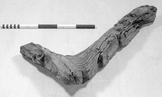 Clinker-type frame timber of oak. This is a "grown" timber; that is, it is fashioned from part of a tree where a natural junction provides the basis for the required shape. The bottom of the frame has been squared off to accommodate a keel approximately 90 mm wide. On one side of the keel (the right-hand in this photograph) a 30-mm square cut has been made. This is to create a passage (limber-hole) to allow water to drain freely to a well where it can be pumped or baled. Above this, a series of stepped recesses on the outer edge of the frame indicates at least four runs of overlapping clinker planking. The first three strakes flare evenly upwards, while the fourth shows a distinct flattening out. This suggests a flared V-bottom such as might be expected towards one or other of the vessel's extremities. Scale 50 cm. (Cat No 104/A12578)