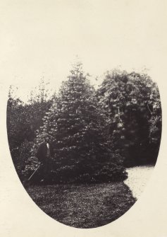 View of man situated next to tall pine and surrounding foliage in Colonsay House Gardens, Colonsay. Figure described by photographer as a Remus Rindrow.
Titled: '150. Remus Rindrow, Kiloran Gardens.'
PHOTOGRAPH ALBUM NO 186: J B MACKENZIE ALBUMS vol.1