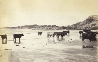 View of a group of Highland cattle on Kiloran Beach, Colonsay.
Titled: '67. Highland Cattle on Kiloran Beach.'
PHOTOGRAPH ALBUM NO 186: J B MACKENZIE ALBUMS vol.1