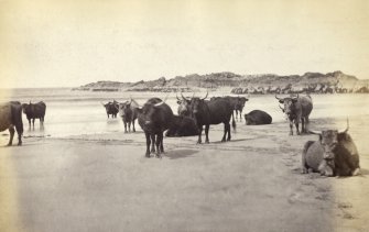 View of a group of Highland cattle on sands near Kiloran Bay, Colonsay.
Titled: '70. Highland Cattle of the sands near Kiloran.'
PHOTOGRAPH ALBUM NO 186: J B MACKENZIE ALBUMS vol.1