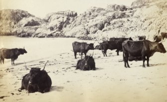 View of a group of Highland cattle on sands near Kiloran Bay, Colonsay.
Titled: '71. Highland Cattle of the sands near Kiloran.'
PHOTOGRAPH ALBUM NO 186: J B MACKENZIE ALBUMS vol.1