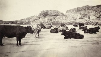 View of a group of Highland cattle on the land at Kiloran Bay, Colonsay.
Titled: '73. Highland Cattle of the Lands at Kiloran Beach.'
PHOTOGRAPH ALBUM NO 186: J B MACKENZIE ALBUMS vol.1