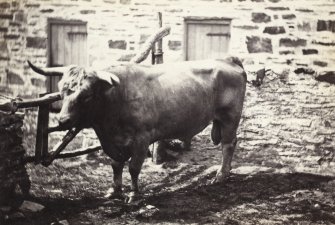 View of bull in front of house near Kiloran, Colonsay.
Titled: '62. Bull of Kiloran, 1869'
PHOTOGRAPH ALBUM NO 186: J B MACKENZIE ALBUMS vol.1