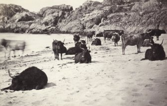 View of a group of Highland cattle on Kiloran Beach, Colonsay.
Titled: '63. Highland Cattle at Kiloran. 1869.'
PHOTOGRAPH ALBUM NO 186: J B MACKENZIE ALBUMS vol.1