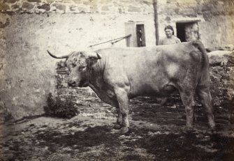 View of bull that took first prize in Perth competition, at Kiloran, Colonsay.
Titled: '65. Bull at Kiloran, 1869.It took the first prize at Perth.'
PHOTOGRAPH ALBUM NO 186: J B MACKENZIE ALBUMS vol.1