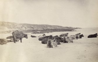 View of cattle herd on Kiloran Beach, Colonsay, Argyll.
The image has been given the title '130'.
PHOTOGRAPH ALBUM No. 187, (cf PAs 186 and 188) Rev. J.B. MacKenzie of Colonsay Albums,1870, vol.2."