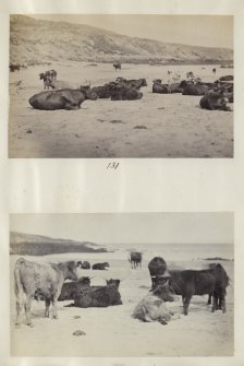 View of two photographs entitled '131 and 132'. Both images are of a Highland cattle herd at Kiloran Bay, Colonsay, Argyll.
PHOTOGRAPH ALBUM No. 187, (cf PAs 186 and 188) Rev. J.B. MacKenzie of Colonsay Albums,1870, vol.2.
