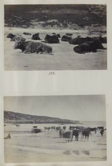 View of two photographs entitled '133 and 134'. Both images are of a Highland cattle herd at Kiloran Bay, Colonsay, Argyll.
PHOTOGRAPH ALBUM No. 187, (cf PAs 186 and 188) Rev. J.B. MacKenzie of Colonsay Albums,1870, vol.2.
