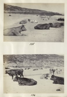 View of two photographs entitled '135 and 136'. Both images are of a Highland cattle herd at Kiloran Bay, Colonsay, Argyll.
PHOTOGRAPH ALBUM No. 187, (cf PAs 186 and 188) Rev. J.B. MacKenzie of Colonsay Albums,1870, vol.2.
