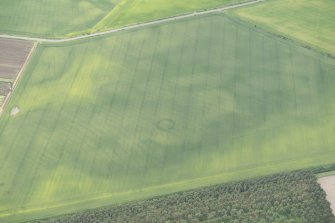 Oblique aerial view of the cropmarks of the ring ditch and rig at Rossie Drain, looking SW.