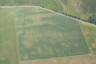 Oblique aerial view of the cropmarks of the enclosures and souterrains, looking NNW.