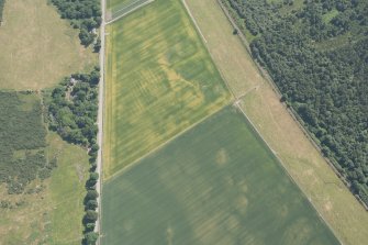 Oblique aerial view of the cropmarks of the enclosure, looking E.