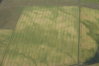 Oblique aerial view of the cropmarks of the settlement enclosure and the possible round house, looking NNW.