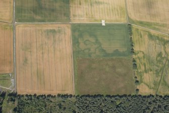 Oblique aerial view of the cropmarks of the enclosure, pits and rig, looking NNW.