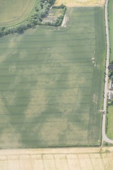 Oblique aerial view of the cropmarks of the cursus and other features at Preston Mains, looking W.
