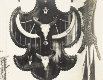 Detail of plaque with tiger skin and animal skulls.
Titled: 'Plaque on the staircase'.
PHOTOGRAPH ALBUM No.32: BALMACAAN ALBUM.