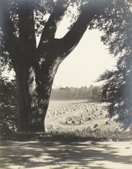 Landscape view showing cornfields.
Titled 'View from the front door' 
PHOTOGRAPH ALBUM No.32: BALMACAAN ALBUM.