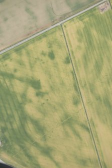 Oblique aerial view of the cropmarks at Inchbare South, looking SE.