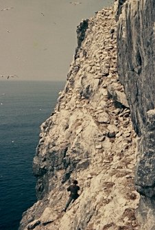  E Kinnel at first gannets, Stac Lee.
