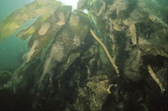 The Duart Point wreck-site is dominated by a luxuriant forest of seaweed or kelp. On the exposed rock-face, which descends from the shore to the shingle sea-bed 10m below, the cover is exclusively oar-weed (Laminaria digitata), seen in this photograph. This is a useful indicator high-energy zones. On the wreck itself the species is less common, being replaced by a large wavy-edged variety, sugar-kelp or Laminaria saccharina. This is a more sedate variety, indicative of moderate- to low-energy zones. It attaches itself to rocks or exposed areas of timber. It is unable to colonise mobile sediments. (Colin Martin)