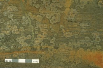 Example of pine panelling showing evidence of temporary colonisation by barnacles (Balanus crenatus) which were subsequently displaced, presumably by natural reburial. (Colin Martin)