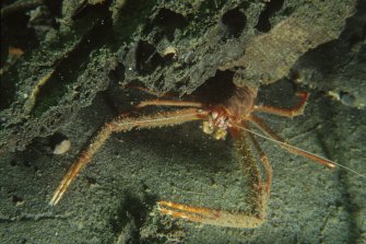 Many creatures inhabit the secret places and defensive opportunities provided by a wreck. Not all eat the fabric of the ship or its associated artefacts, but by burrowing and displacing sediments they may affect it in various ways. This long-clawed squat lobster (Munida rugosa) has crafted a shelter beneath one of the frame timbers. (Colin Martin)