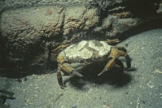 Another common species on the Duart Point wreck—the Carcinus maenas, or shore crab. (Colin Martin)