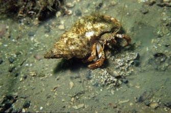 Apocryphal stories abound about hermit crabs (Pagurus bernhardus) redistributing archaeological material around wreck-sites on their backs, but as far as I know none has ever been observed doing so. (Colin Martin)