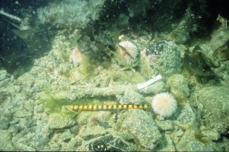 Concreted sword (DP92/178) photographed by the ADU in 1992. Location unknown. Scale in centimetres. (Archaeological Diving Unit)