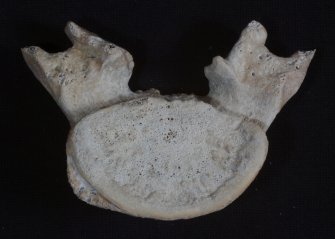 5th lumbar vertebra from the human individual whose remains were recovered from the wreck, indicative of a lumbar malformation. (Colin Martin)