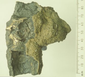 A segment of concretion retains impressions of the sword hilt’s decoration (DP92/178), including the face of a putto or cherub. Scale in millimetres. (Colin Martin)