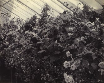 View of begonias in greenhouse at St Fort House.

