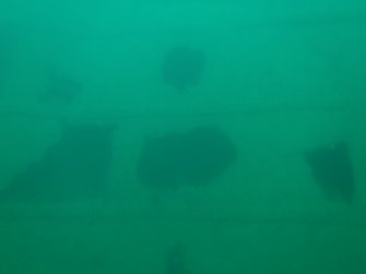 View of corroded hull plating on steamship Minieh