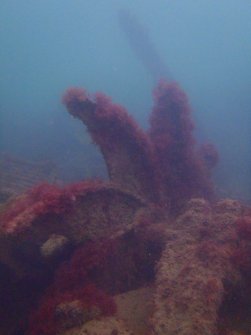 View of propellor on steamship Numidian