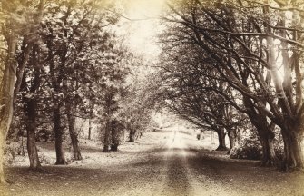 View of avenue of trees in the Fenwick area. 
