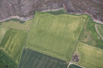 Oblique aerial view of the cropmarks of the enclosure and the site of Seacliff Tower, looking NE.