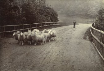 View of flock of sheep on road, possibly in the Peebles area