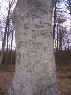 General view of tree and arborglyphs.