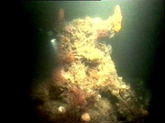 Diver photograph of Beagle steamship emergency steering post
