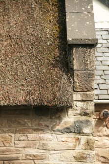 Detail of thatch showing some netting and vegetation growth; Quoins Cottage, Longforgan Main Street.