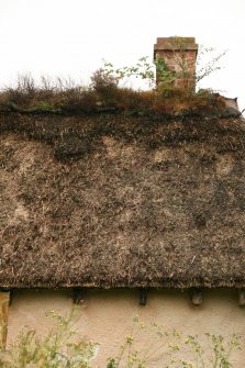 View of roof with vegetation growth on thatch and turf ridge; former schoolhouse, Cottown.