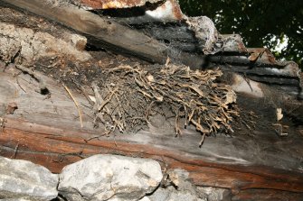 Detail of surviving thatch beneath iron roof; 104 High St. Kingussie.